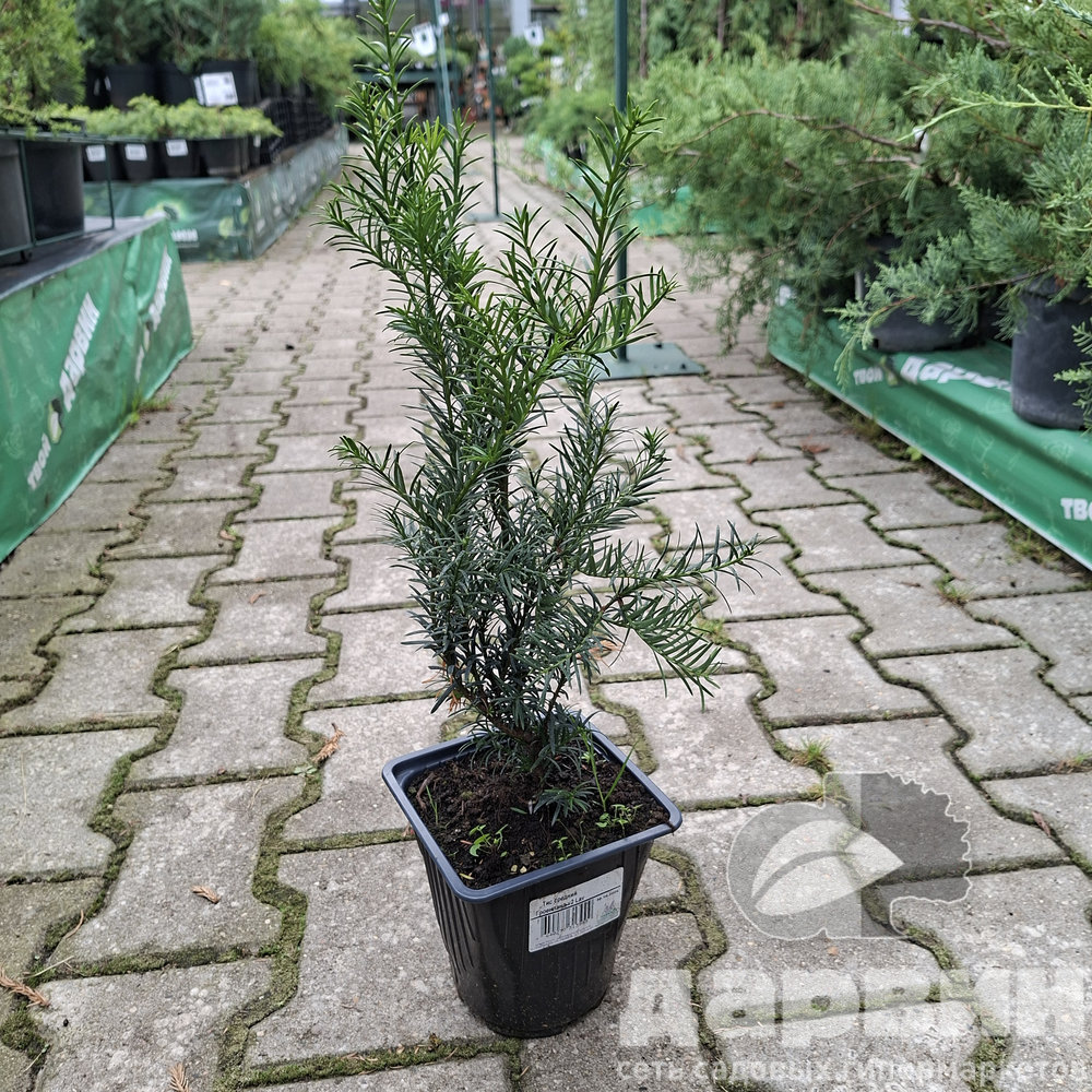 Тис средний Гроенланд v2 Lav 