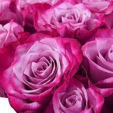 Роза чайно-гибридная Дип Перпл в коробке Аэлита 