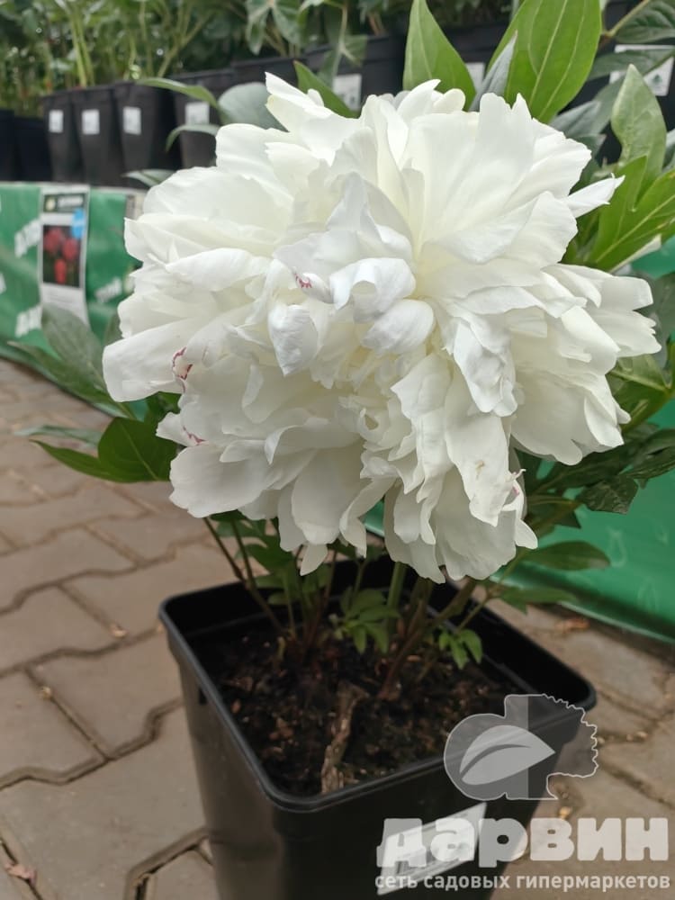 Пион Норма Волз v5 Tim 