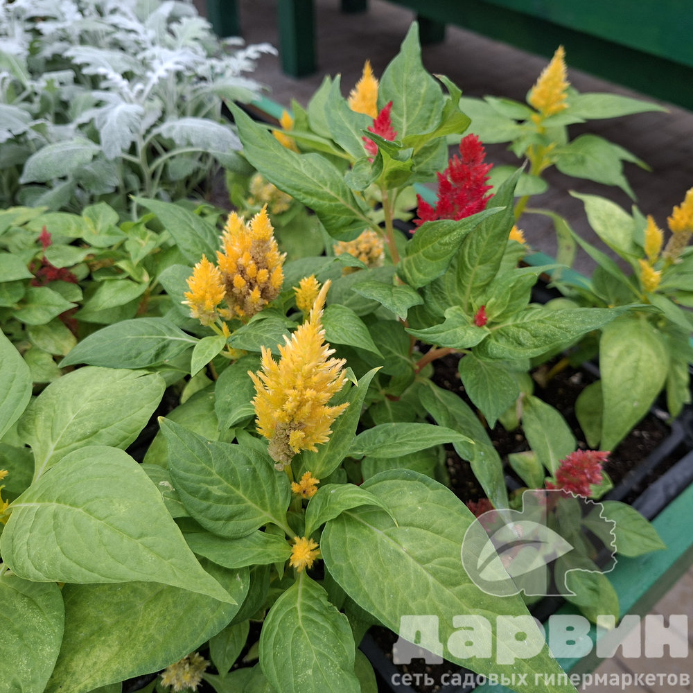 Целозия в кассете 6шт Tim 