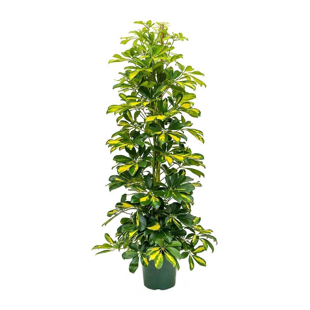 Schefflera arboricola Gold Capella