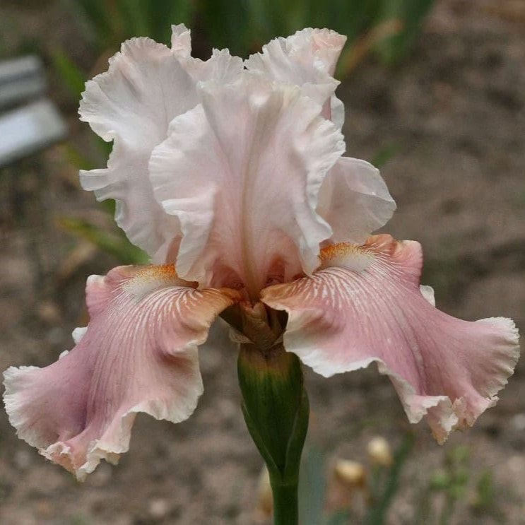 Ирис Черишед v2 Tim 