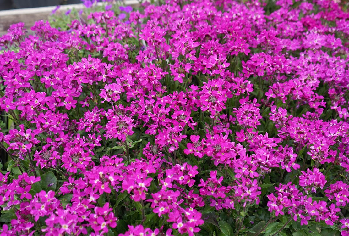 Арабис Роуз делайт d12 ХР 