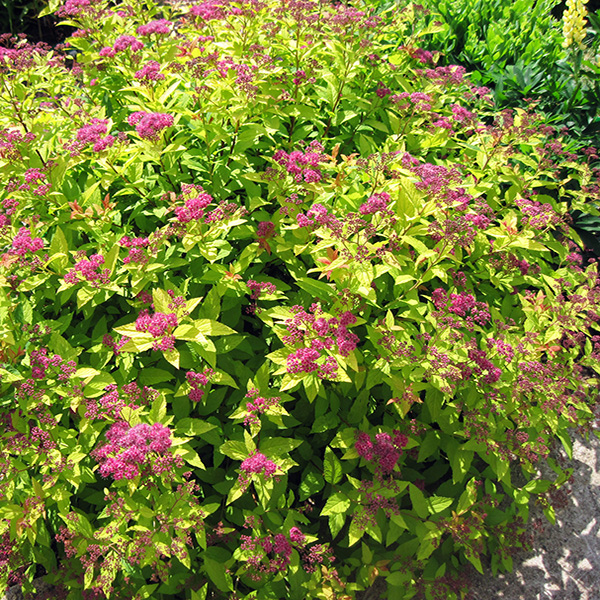 Спирея японская Голден Принцесс v2 Lav_2.jpg