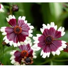 Кореопсис Хорасан Бургунди Вайт (С2) ЦО 