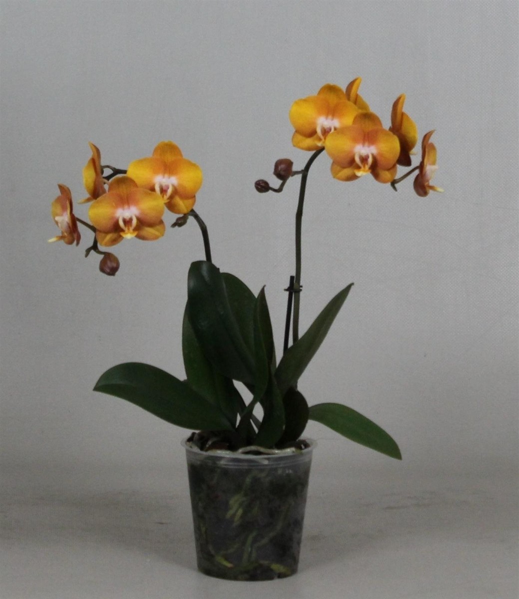 Фаленопсис Лас Вегас 2 ст d12 h40 