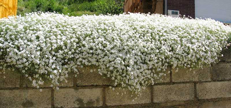 Ясколка войлочная,d12,XP 