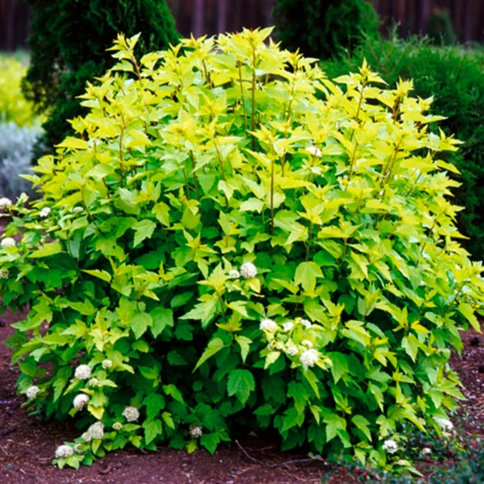 Пузыреплодник калинолистный Dart's Gold C5, 70-80 UL 