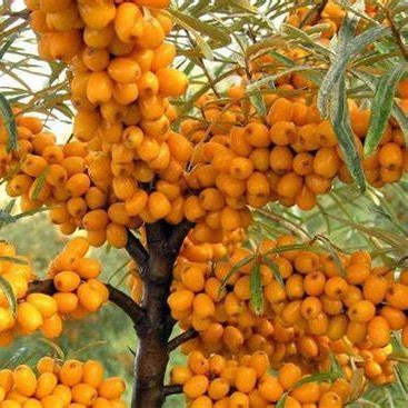 Облепиха Чуйская v3 Tim по цене  Облепиха Чуйская v3 Tim