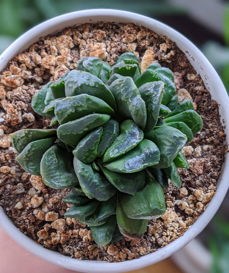 Хавортия Трунката d7 h8 