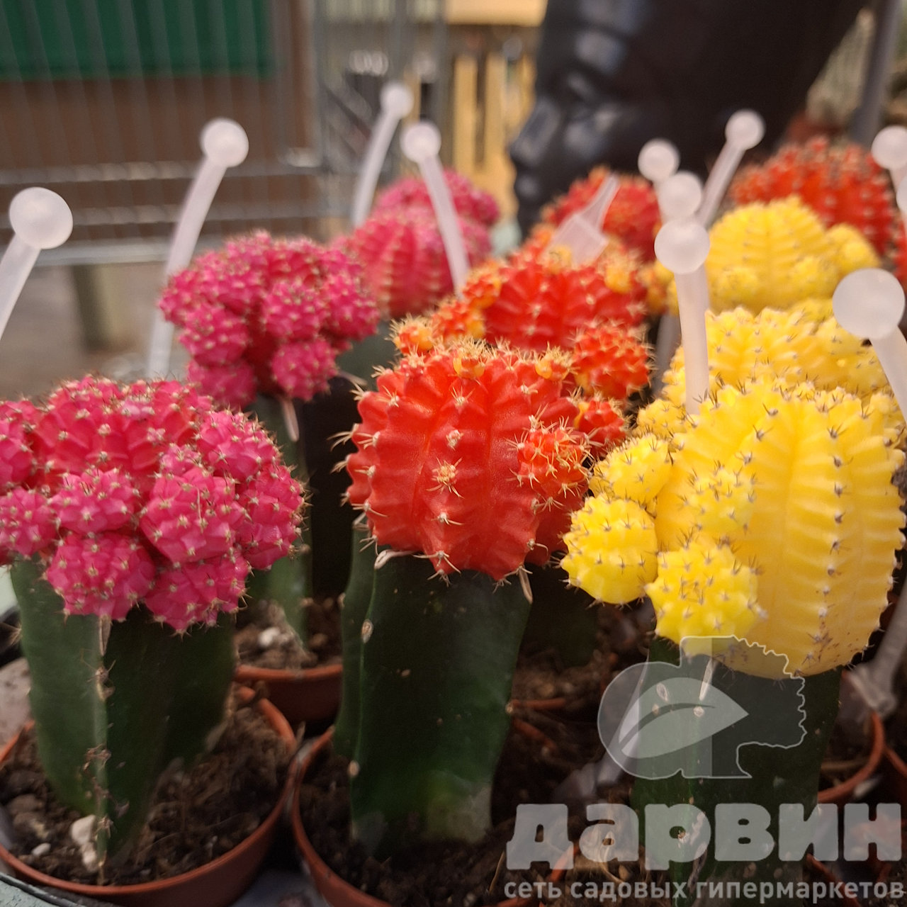 Гимнокалициум микс d5 