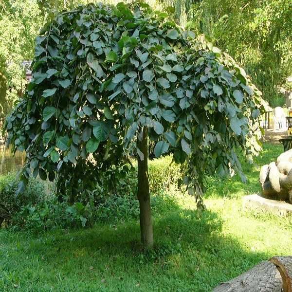 Вяз шершавый Кампердоуни v20 штамб 200-220 