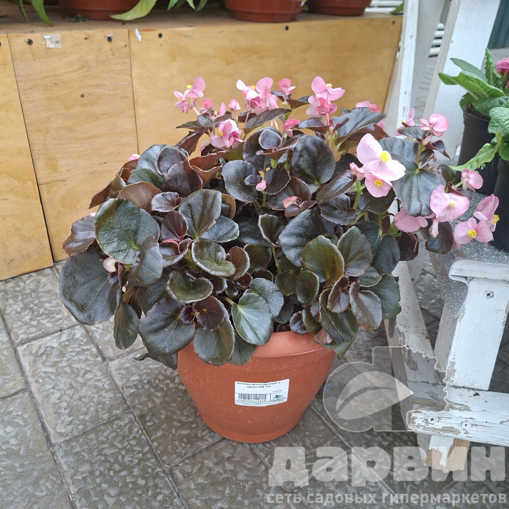 Бегония вечноцветущая в кашпо d35 Tim 