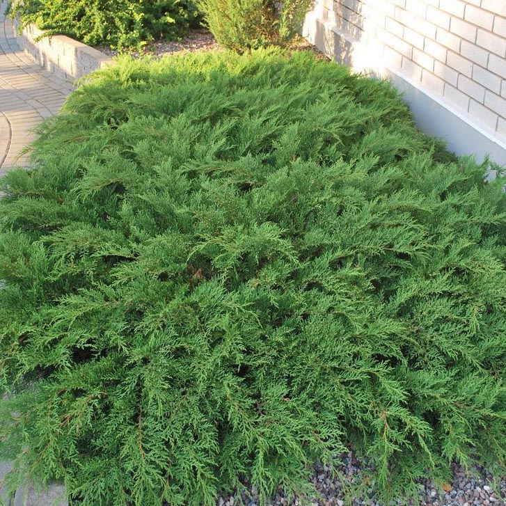 Микробиота перекрестнопарая v3-5 Tim по цене  Микробиота перекрестнопарая v3-5 Tim