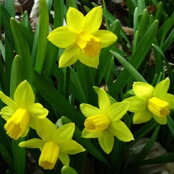 Луковица Нарцисс Тет-а-Тет 11/12, 10 шт/уп 