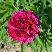 Пион травянистый Адольф Руссо (в тубе) 