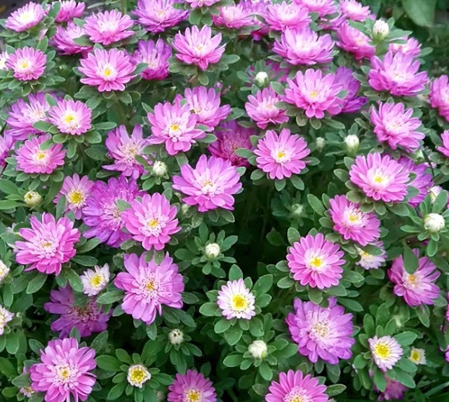 Астра китайская 4 ячейки ЦВ 