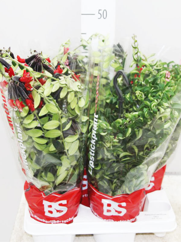 Эсхинантус микс d12 h20 