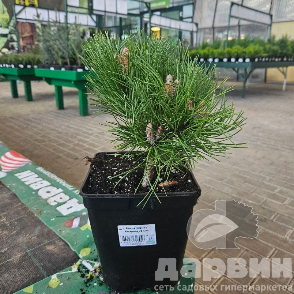 Сосна черная Смарагд v5 Lav 