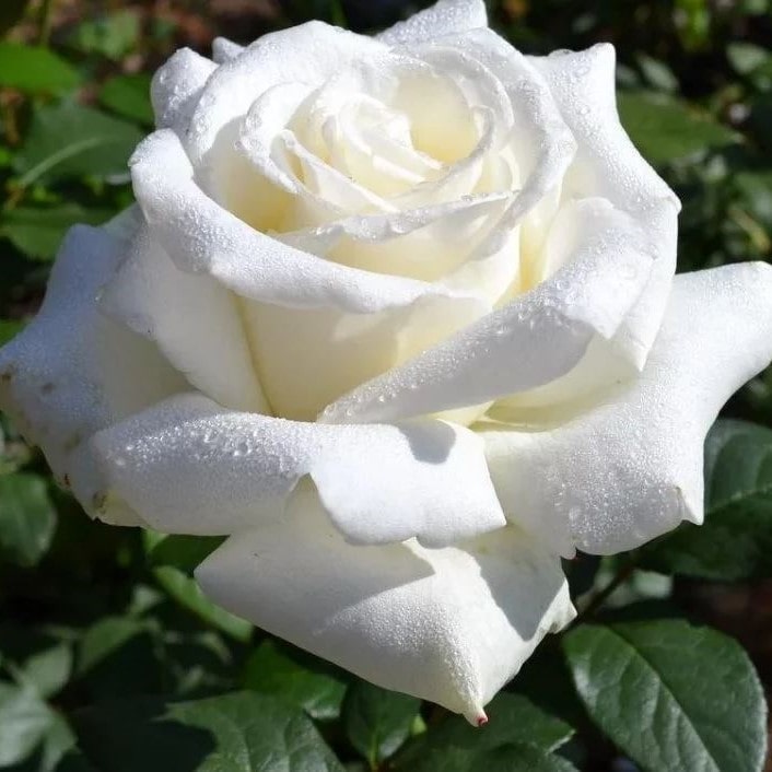 Роза чайно-гибридная Боинг v5 Lav 