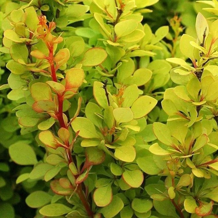 Барбарис тунберга Голден Торч v7,5 30-50 Bor 