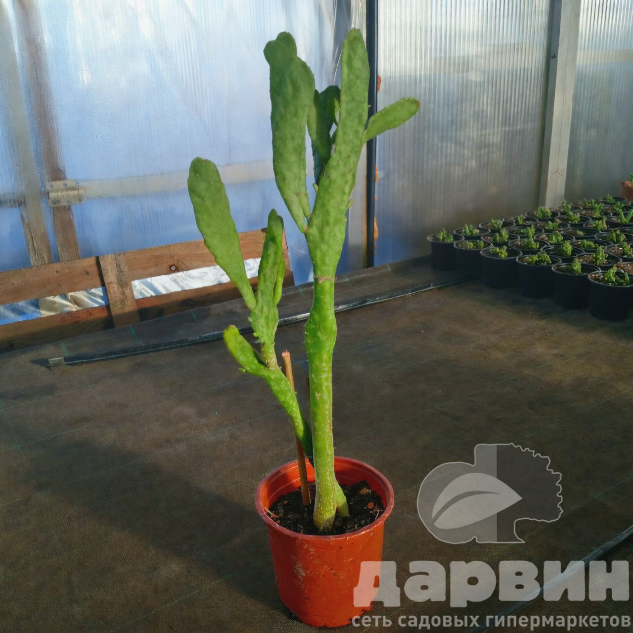 Опунция Бергера d12 Tim 