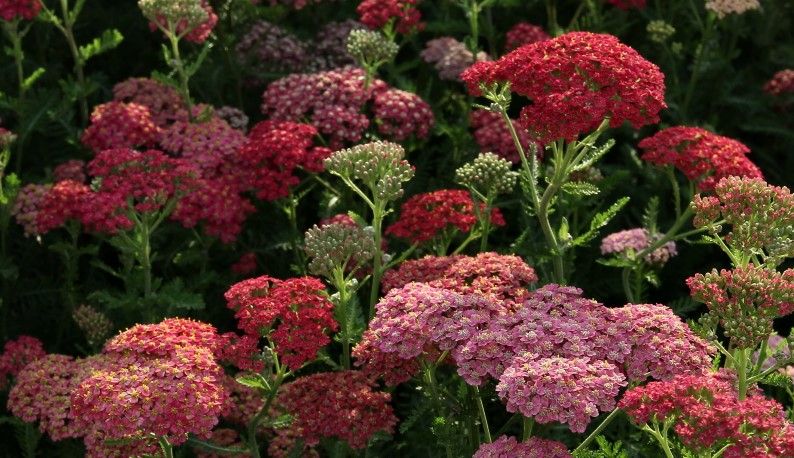 Тысячелистник Флавербёрст Ред Шейдес, Flowerbust Red Shades,d12,XP 