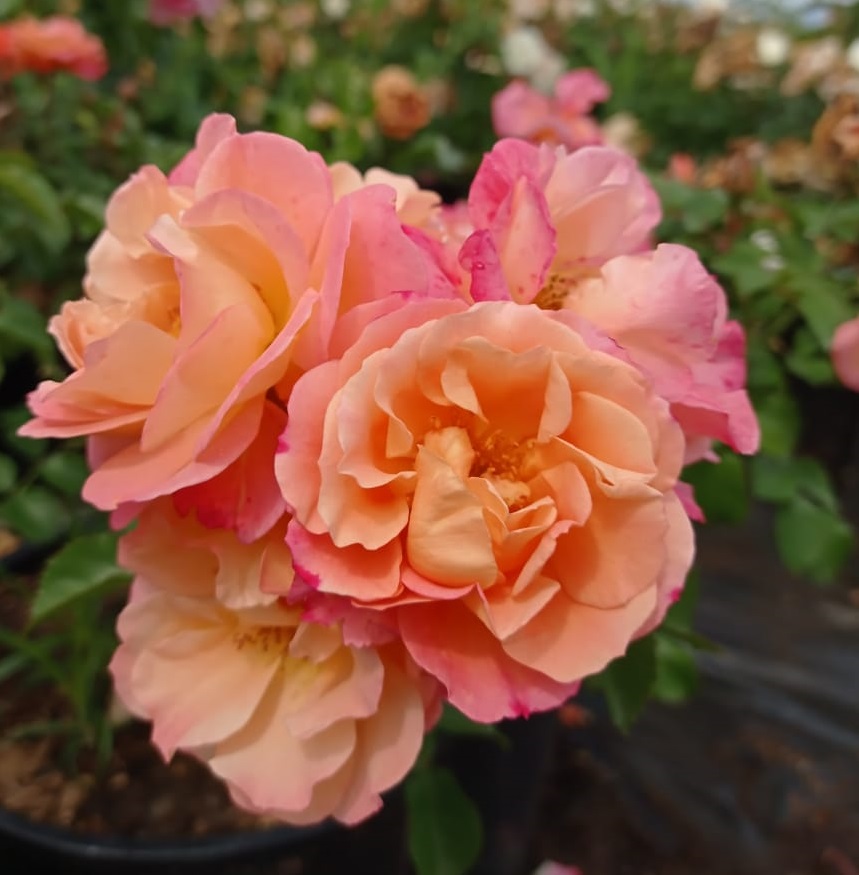 Я_Роза корнесобственная шраб Кубана v5 Tim 