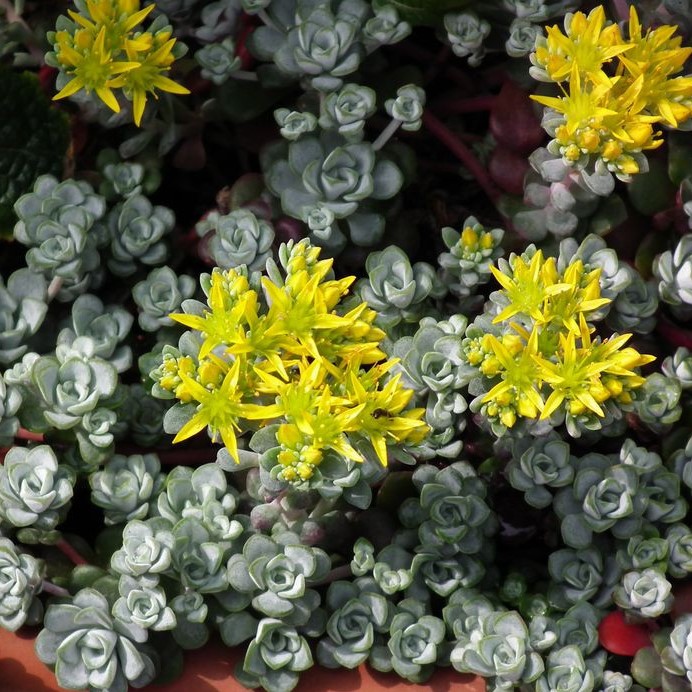 Очиток лапаточнолистный Капе Бланко d10 Lav 