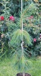 Сосна веймутова Пендула 50-60 Mt 