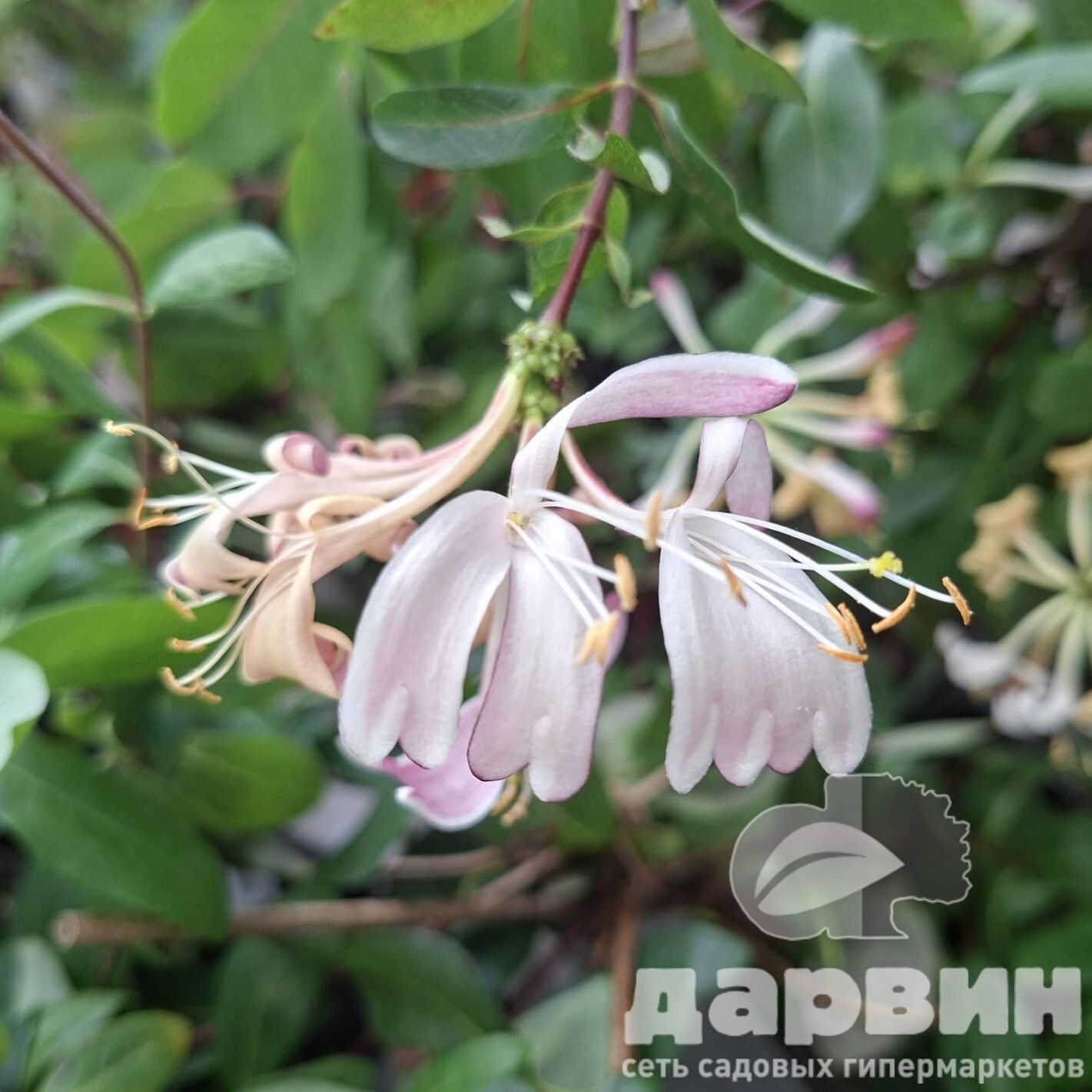 Жимолость гекротта v2 Lav 