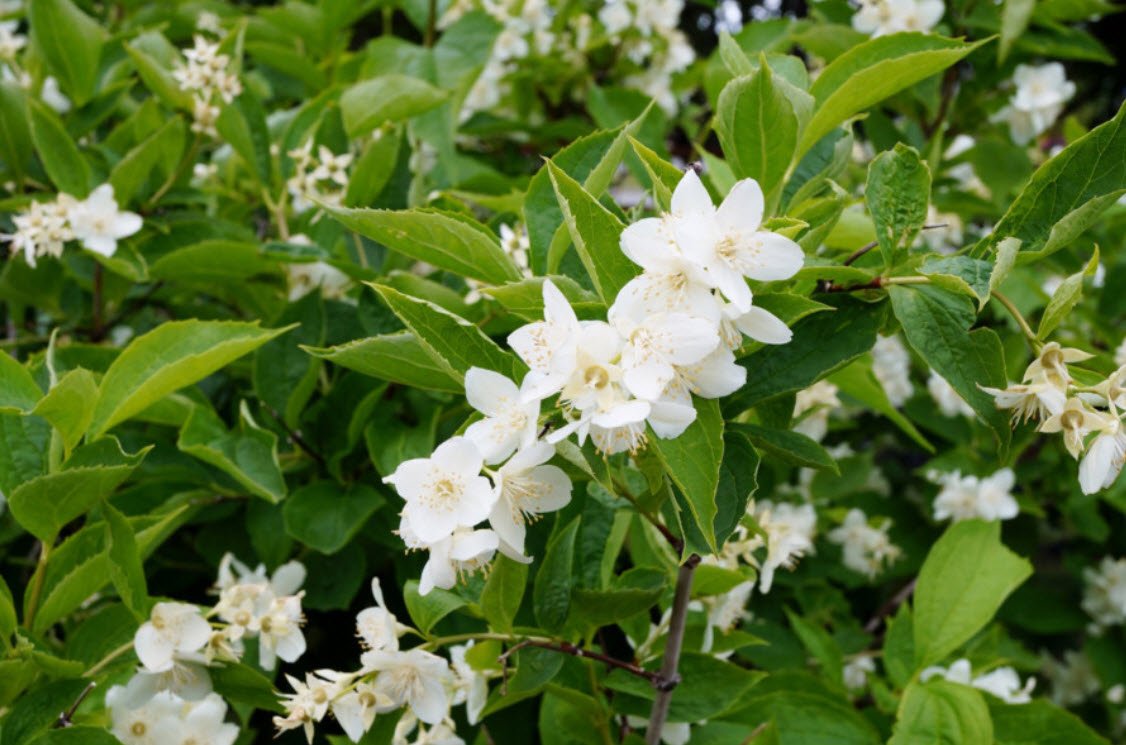 Чубушник Снежки v3 ХР 