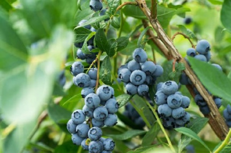 Купите саженцы голубики