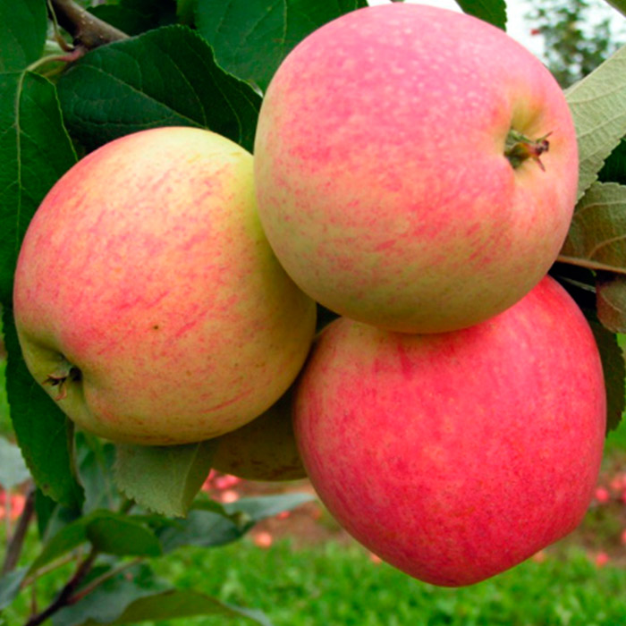 Яблоня Мечта средн v7 120-140 Tim 