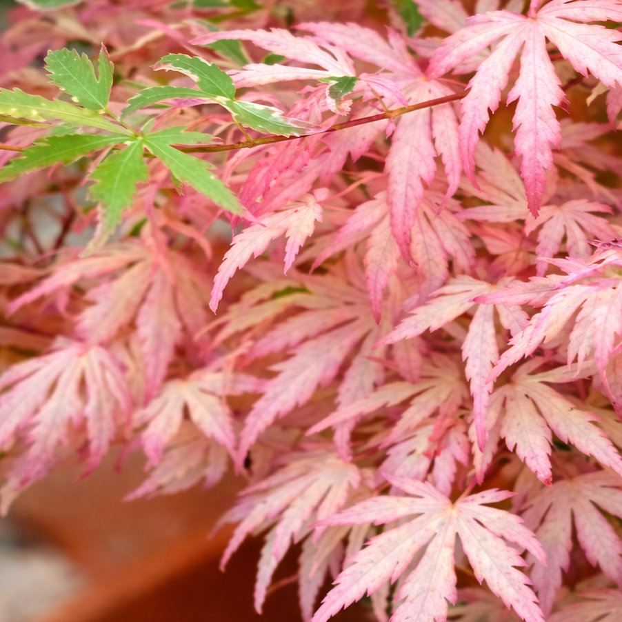 file_00000000ccb4722fb66eac3db67dd8fd (2)