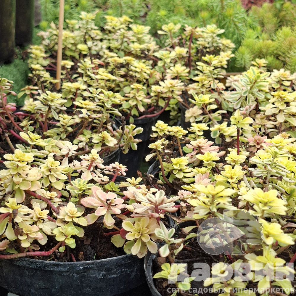 Очиток такесимский Атлантис d12 Lav 