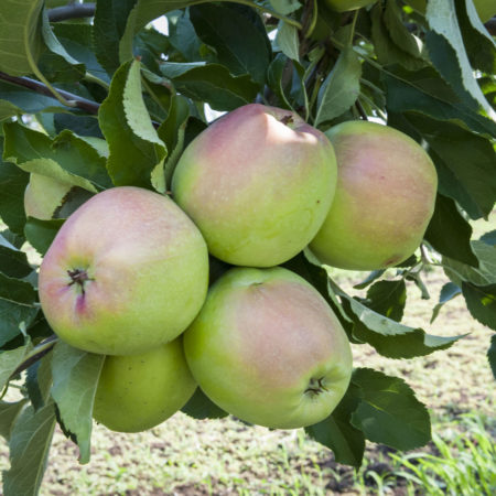 Яблоня Лигл 80-100 Tim 