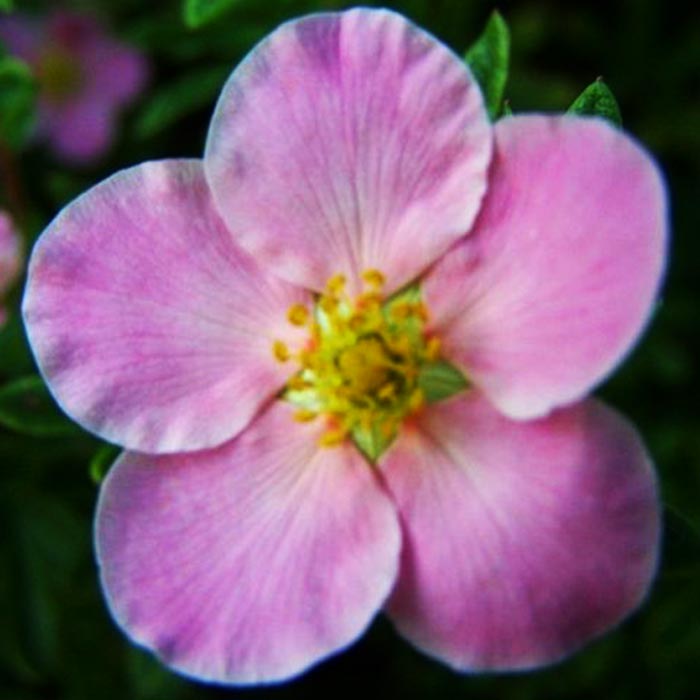 Лапчатка кустарниковая Пинк Квин Р15 Tw 