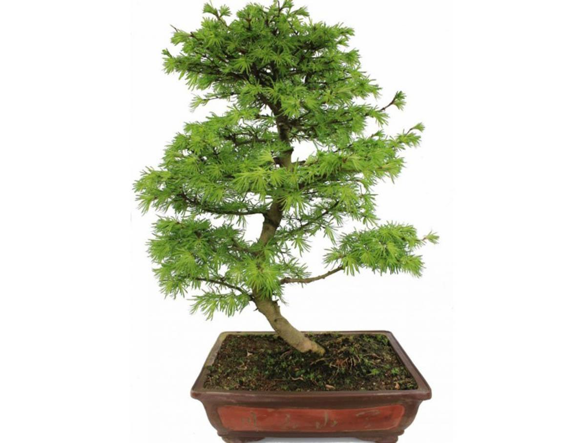 Лиственница японская v15 80 Bonsai Tw 