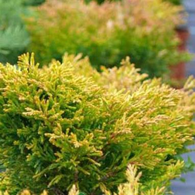 Можжевельник горизонтальный Хьюз v7,5 50-60 Tw 