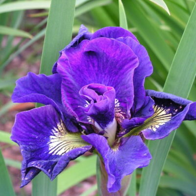 Ирис Перпл Флоу v2 Tim 