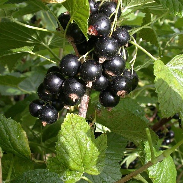 Смородина черная Добрый джин в коробке, Tim по цене  Смородина черная Добрый джин в коробке, Tim