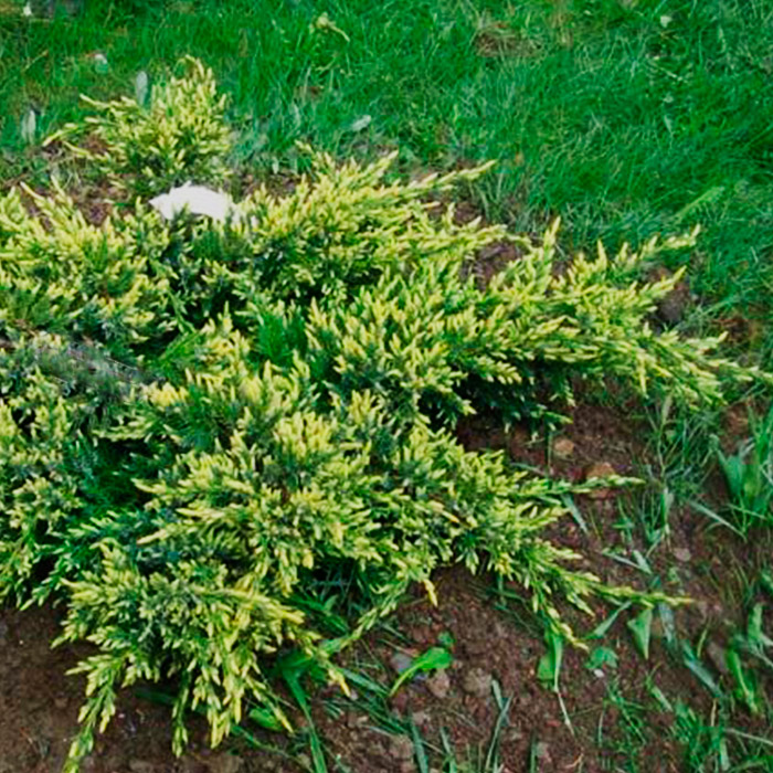 Можжевельник чешуйчатый Дрим Джой v3-5 Tim по цене  Можжевельник чешуйчатый Дрим Джой v3-5 Tim