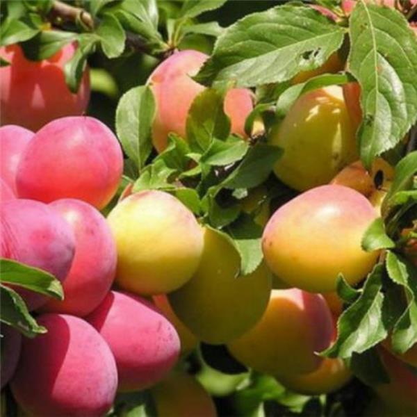 Алыча в сортах  v 5-10 