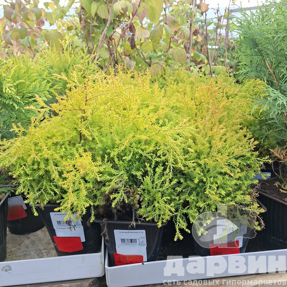 Туя западная Рейнголд v2 Lav по цене  Туя западная Рейнголд v2 Lav