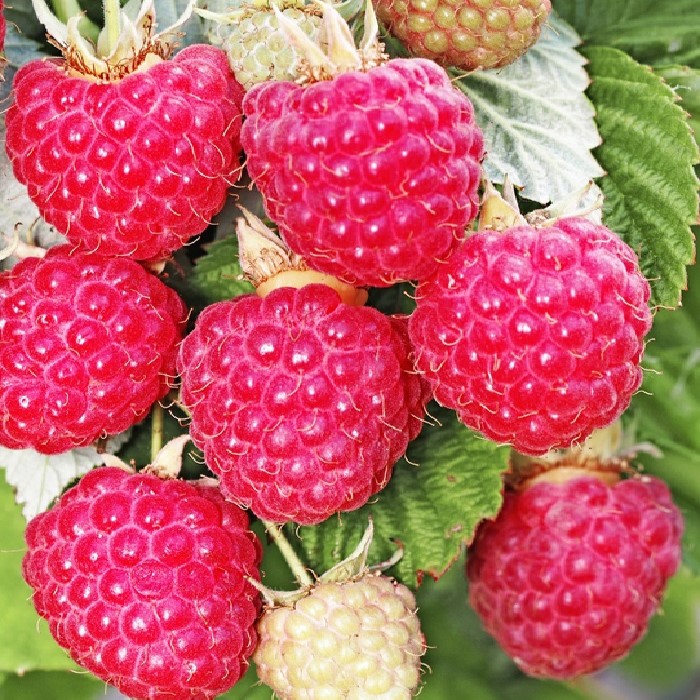 Малина ремонтантная Осенняя Красавица v5 Tim 