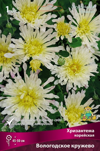 Корневище Хризантема корейская Вологодское кружево I 1шт Поиск 
