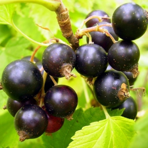 Смородина Орловия, черная v2 Tim 