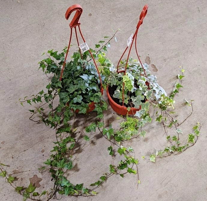 Плющ Хедера  в кашпо d23 ХР 