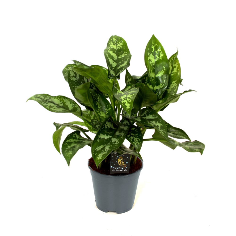 ОсновноеИзображение